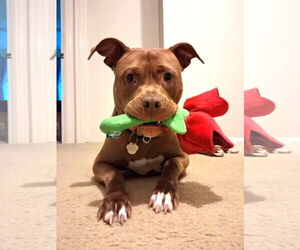 American Pit Bull Terrier Dogs for adoption in Rockville, MD, USA