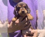 Small #3 Dachshund