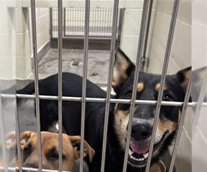 Medium German Shepherd Dog