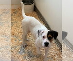 Small #3 Borador