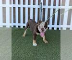 Small Bulldog