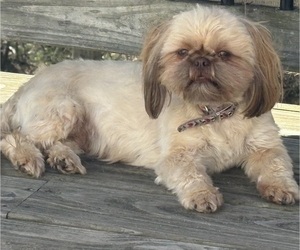 Mother of the Shih Tzu puppies born on 12/28/2025