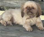 Small Photo #1 Shih Tzu Puppy For Sale in FAIRVIEW, TN, USA