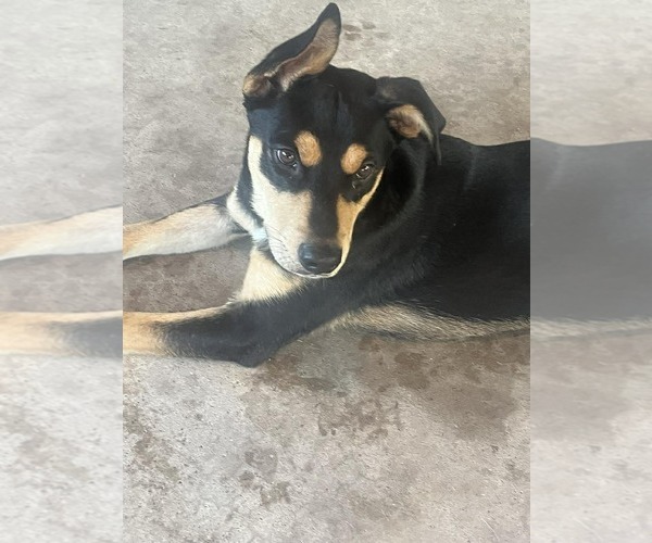 Medium Photo #2 Mutt Puppy For Sale in Coldwater, MI, USA