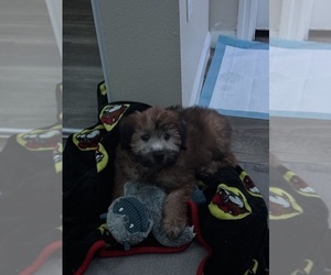 Soft Coated Wheaten Terrier Puppy for sale in SAN ANTONIO, TX, USA