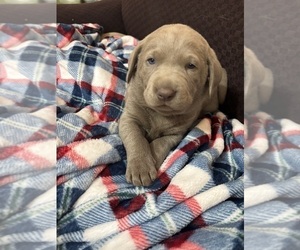 Labrador Retriever Puppy for sale in LIZTON, IN, USA