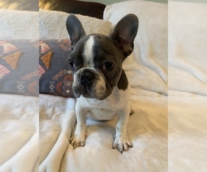 French Bulldog Puppy for sale in JOHNS ISLAND, SC, USA