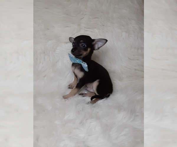 Medium Photo #4 Chihuahua Puppy For Sale in INDIANAPOLIS, IN, USA