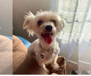 Maltese Dogs for adoption in Foristell, MO, USA