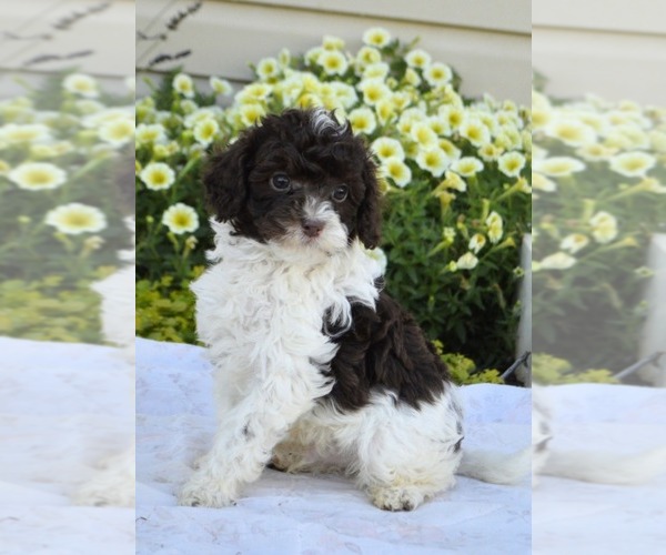 Medium Photo #2 Cavapoo Puppy For Sale in PARADISE, PA, USA