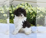 Small #1 Cavapoo