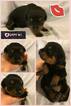 Small Photo #3 Rottweiler Puppy For Sale in EUBANK, KY, USA