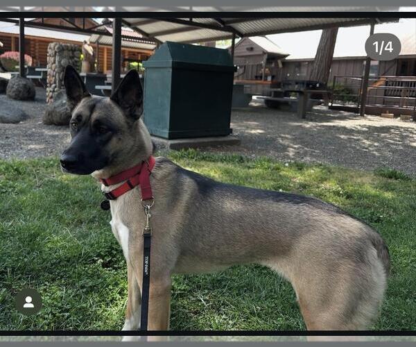 Medium Photo #1 German Shepherd Dog-Unknown Mix Puppy For Sale in Hayward, CA, USA