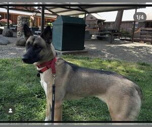 German Shepherd Dog-Unknown Mix Dogs for adoption in Hayward, CA, USA