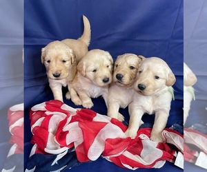 Golden Retriever Puppy for Sale in SMITHVILLE, Texas USA