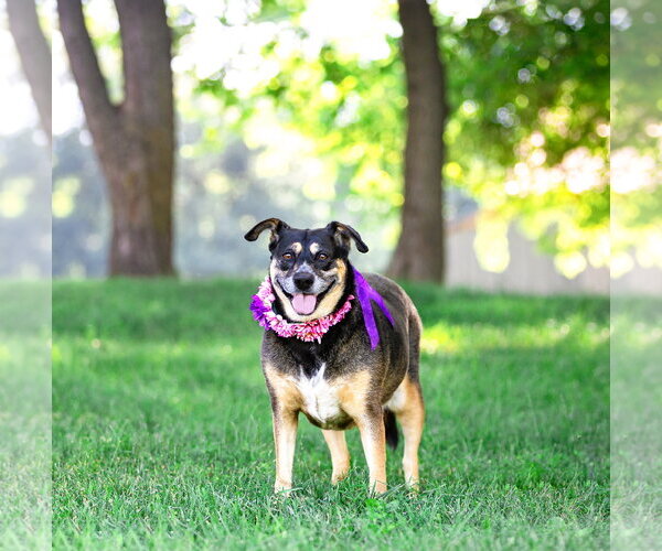 Medium Photo #3 Mutt Puppy For Sale in Unionville, PA, USA