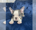 Small Photo #15 French Bulldog Puppy For Sale in COLORADO SPRINGS, CO, USA