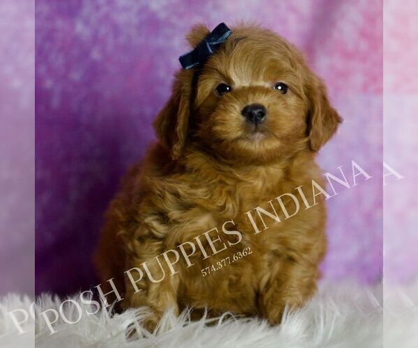 Medium Photo #2 Goldendoodle (Miniature) Puppy For Sale in WARSAW, IN, USA