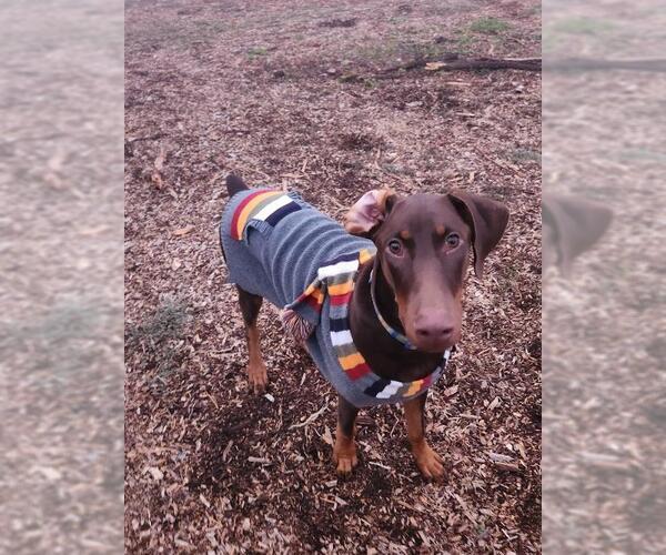 Medium Photo #1 Doberman Pinscher Puppy For Sale in Parlier, CA, USA