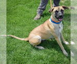 Small #3 Black Mouth Cur-German Shepherd Dog Mix