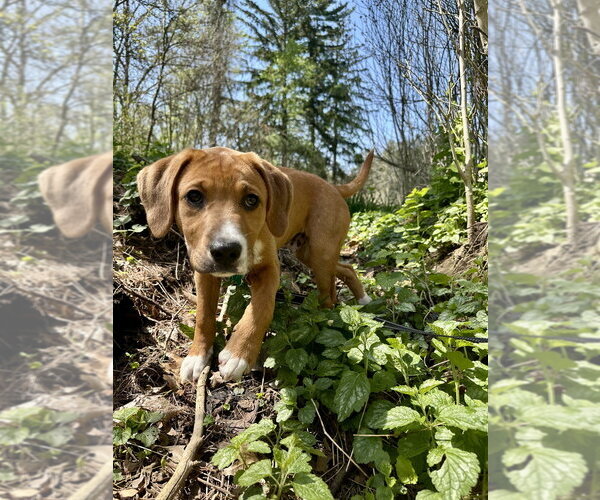 Medium Photo #4 Coonhound-Labrador Retriever Mix Puppy For Sale in Springdale, PA, USA