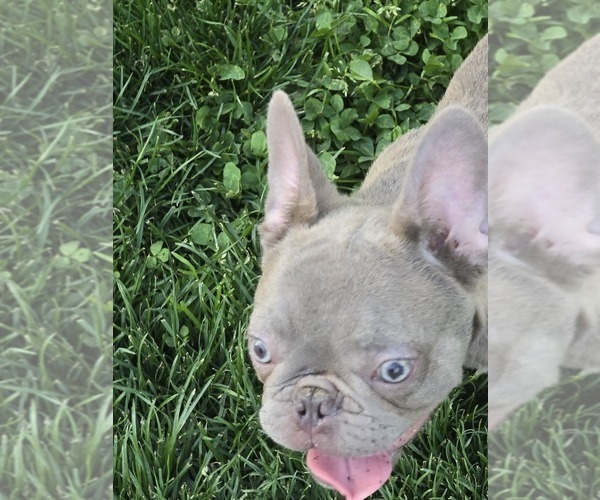 Medium Photo #7 French Bulldog Puppy For Sale in GREENEVILLE, TN, USA