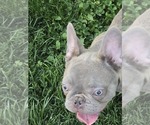 Small #6 French Bulldog