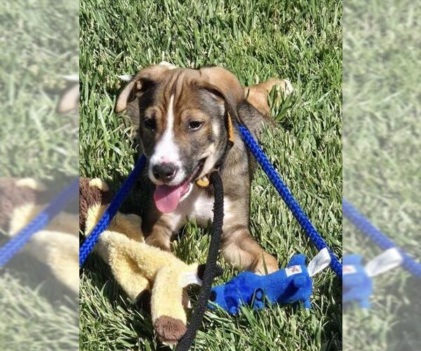 Medium Photo #1 American Pit Bull Terrier-Unknown Mix Puppy For Sale in Placerville, CA, USA