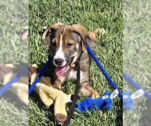 American Pit Bull Terrier-Unknown Mix Dogs for adoption in Placerville, CA, USA