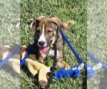 Small American Pit Bull Terrier Mix