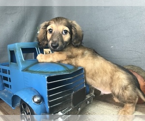Dachshund Puppy for sale in HARRISON, AR, USA