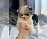 Small #9 Pomeranian
