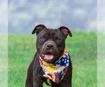 Small #1 American Pit Bull Terrier Mix