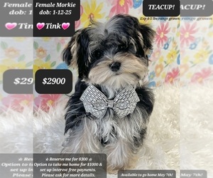 Morkie Puppy for sale in TUCSON, AZ, USA