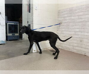 Labrador Retriever-Unknown Mix Dogs for adoption in San Bernardino, CA, USA