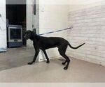 Small Labrador Retriever Mix