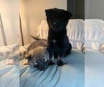 Small Photo #2 Pomsky Puppy For Sale in OAK HARBOR, WA, USA