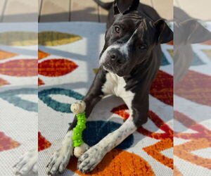 Bullboxer Pit Dogs for adoption in Oakhurst, NJ, USA