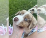 Small #4 Australian Shepherd