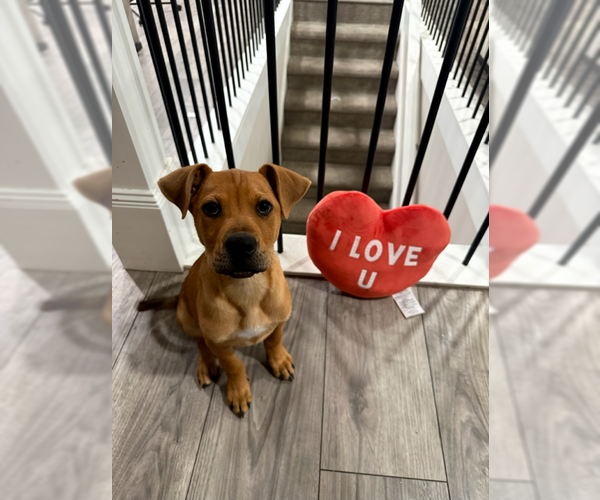 Medium Photo #1 Labrottie Puppy For Sale in MIDWAY, UT, USA