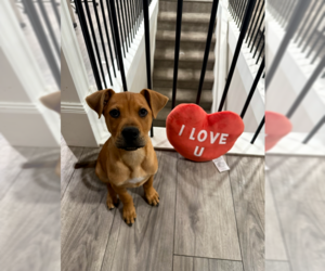 Labrottie Dogs for adoption in MIDWAY, UT, USA