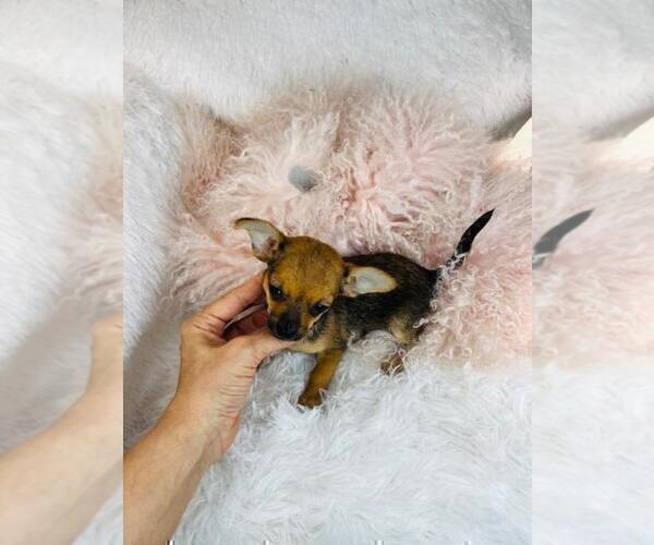 Medium Photo #17 Chihuahua Puppy For Sale in TAMPA, FL, USA