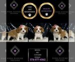 Small #4 Cavalier King Charles Spaniel