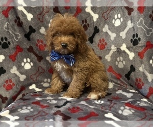 Cavapoo Puppy for Sale in LAKELAND, Florida USA