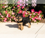 Small #2 Yorkshire Terrier