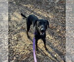 Small Photo #3 Labrador Retriever-Unknown Mix Puppy For Sale in Thomasville, NC, USA