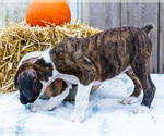 Small Photo #16 Boxer Puppy For Sale in WAKARUSA, IN, USA