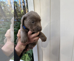 Small Photo #5 Labrador Retriever Puppy For Sale in MAGNOLIA, TX, USA