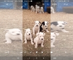 Small #22 American Pit Bull Terrier-Labrador Retriever Mix