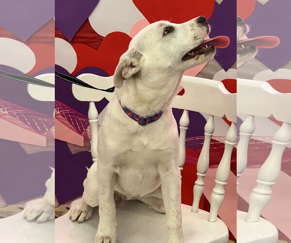 Medium Photo #4 Unknown-white german shepherd Mix Puppy For Sale in Hoffman Estates, IL, USA